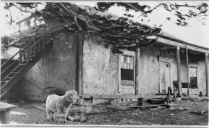 B&W photo of small building with sheep in front